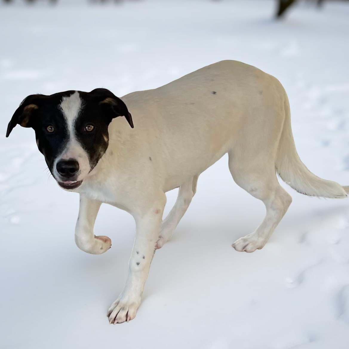 Inca, a ADOPTABLE mixed breed in Heber Springs, AR image 2/2