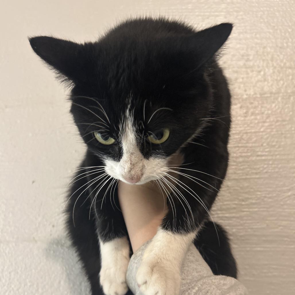 Neon, Adoptable, Adult Female Domestic Short Hair.