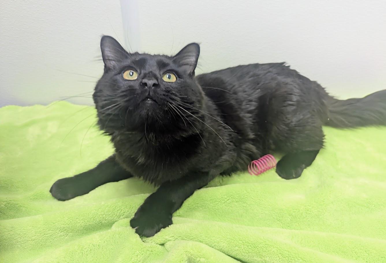 Enlarge Noir, an adopted Domestic Long Hair in Springfield, IL image 4/6