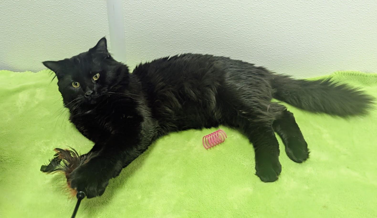 Enlarge Noir, an adopted Domestic Long Hair in Springfield, IL image 3/6