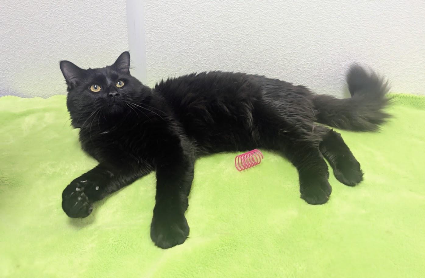 Enlarge Noir, an adopted Domestic Long Hair in Springfield, IL image 2/6