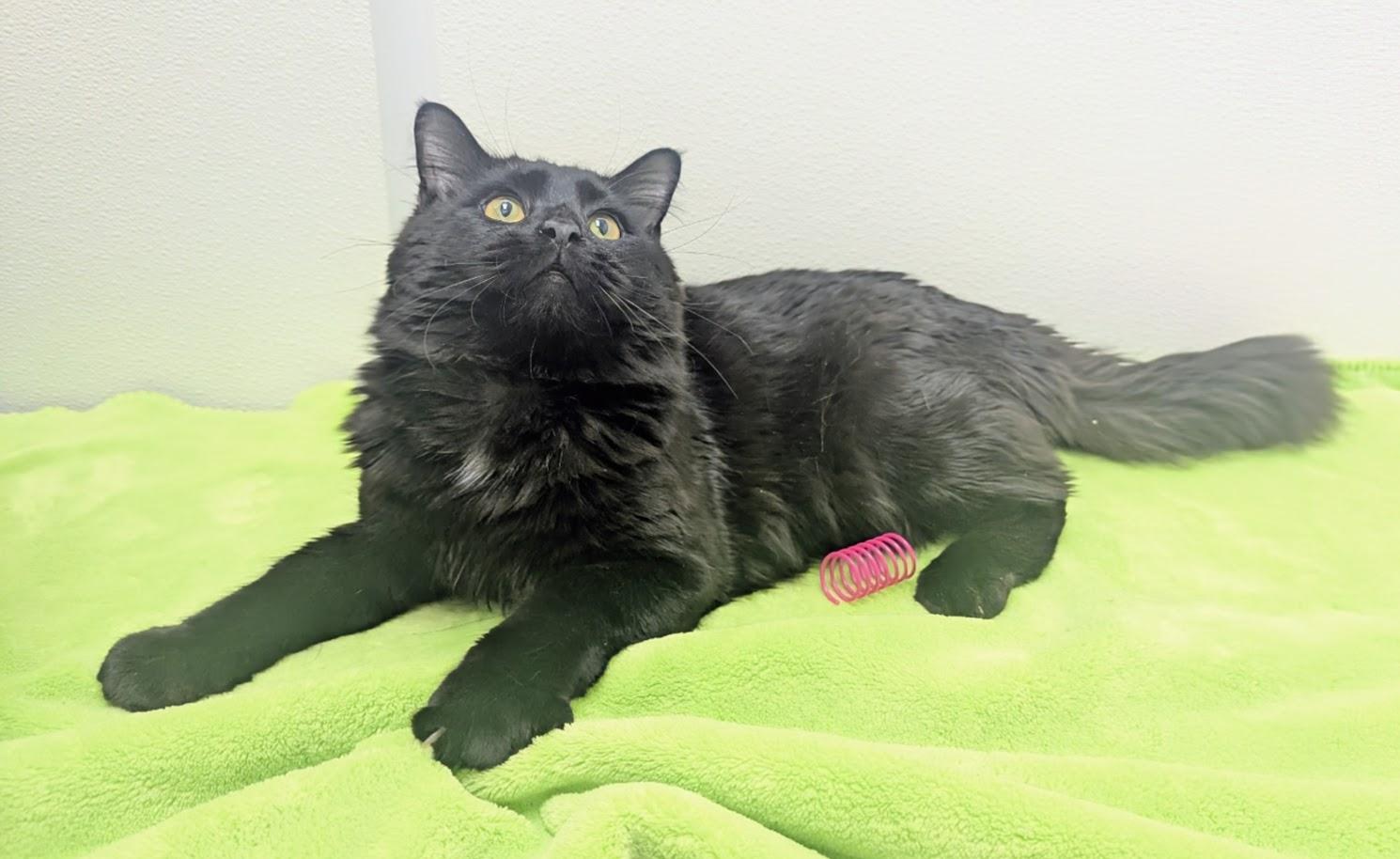 Enlarge Noir, an adopted Domestic Long Hair in Springfield, IL image 5/6