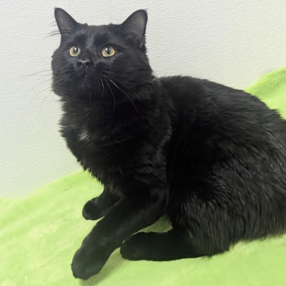 Enlarge Noir, an adopted Domestic Long Hair in Springfield, IL image 1/6