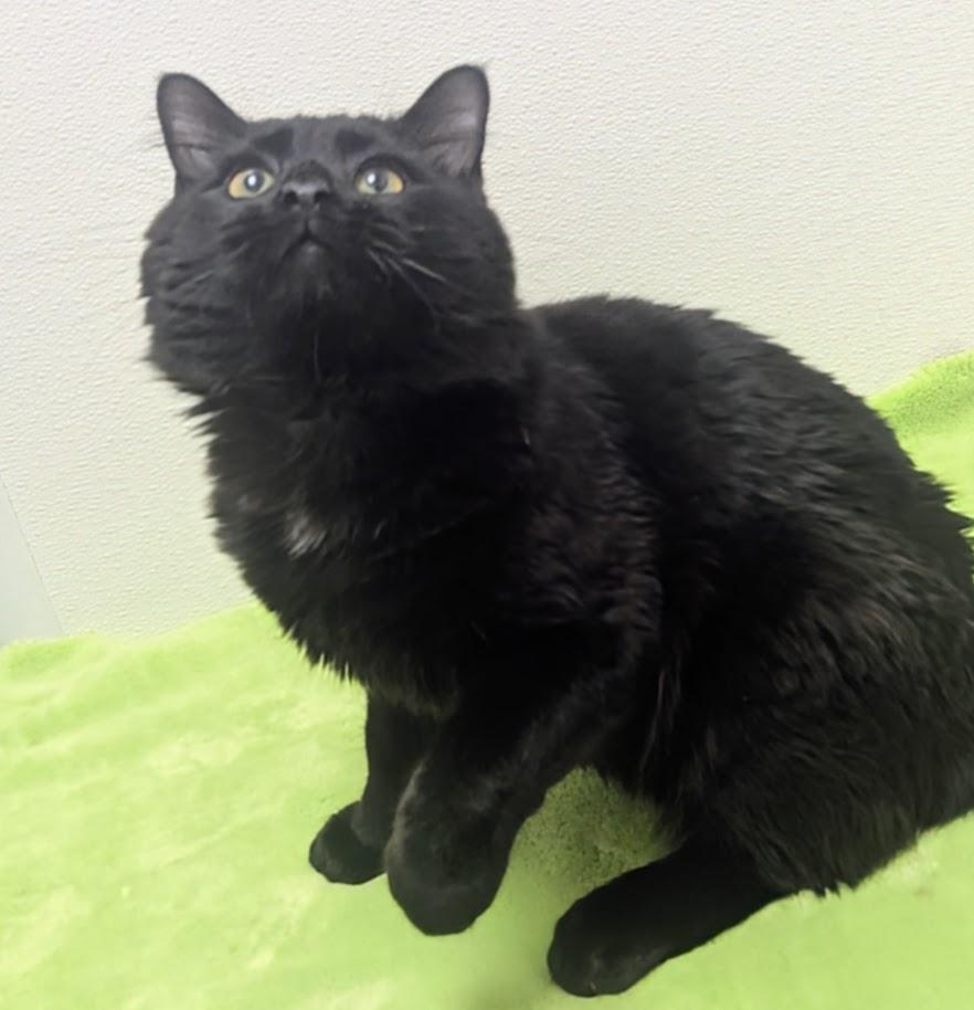 Enlarge Noir, an adopted Domestic Long Hair in Springfield, IL image 6/6