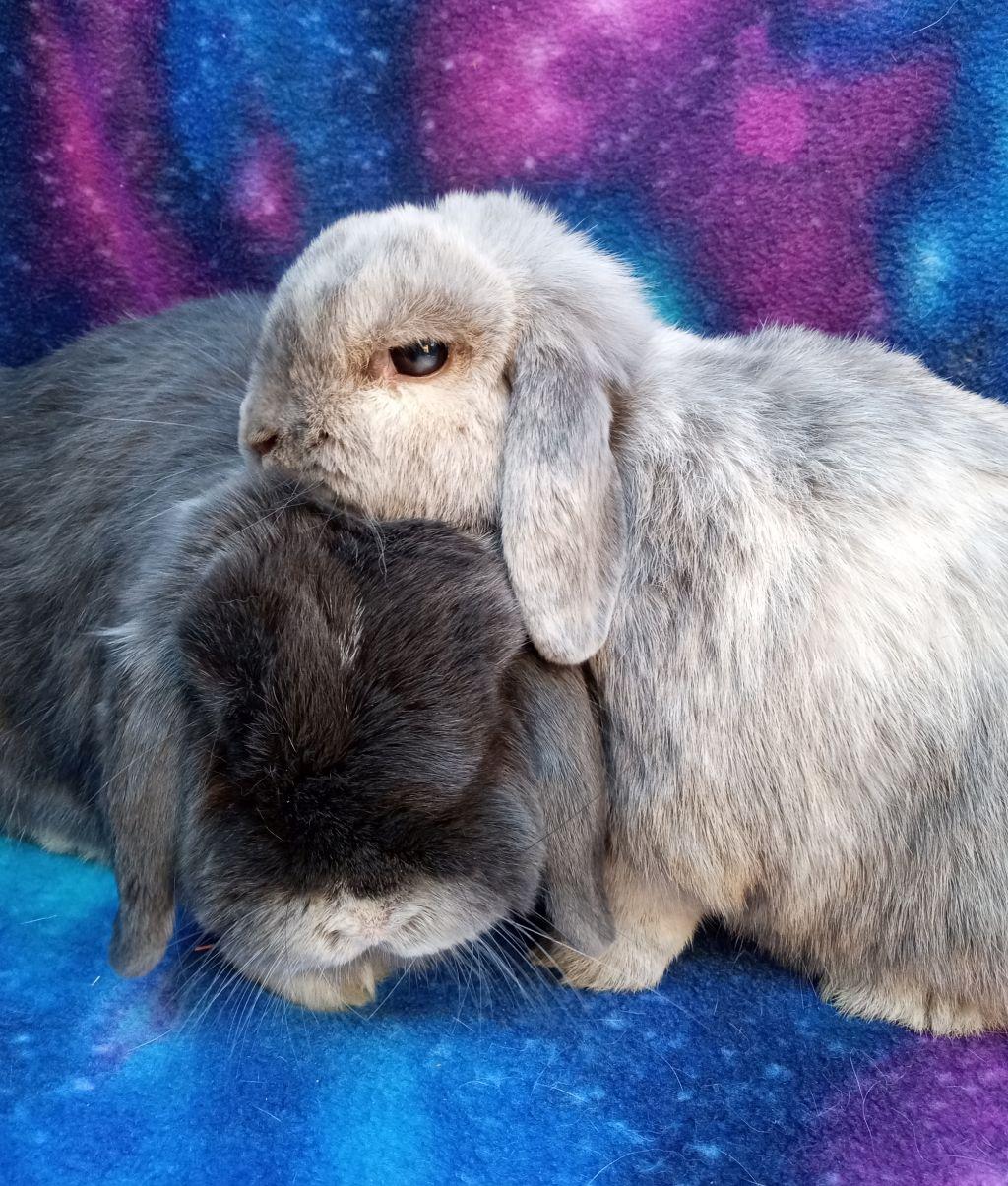 Enlarge Mr. Kiwi/Mz. Mango, a Adoptable Holland Lop in Goleta, CA image 1/1