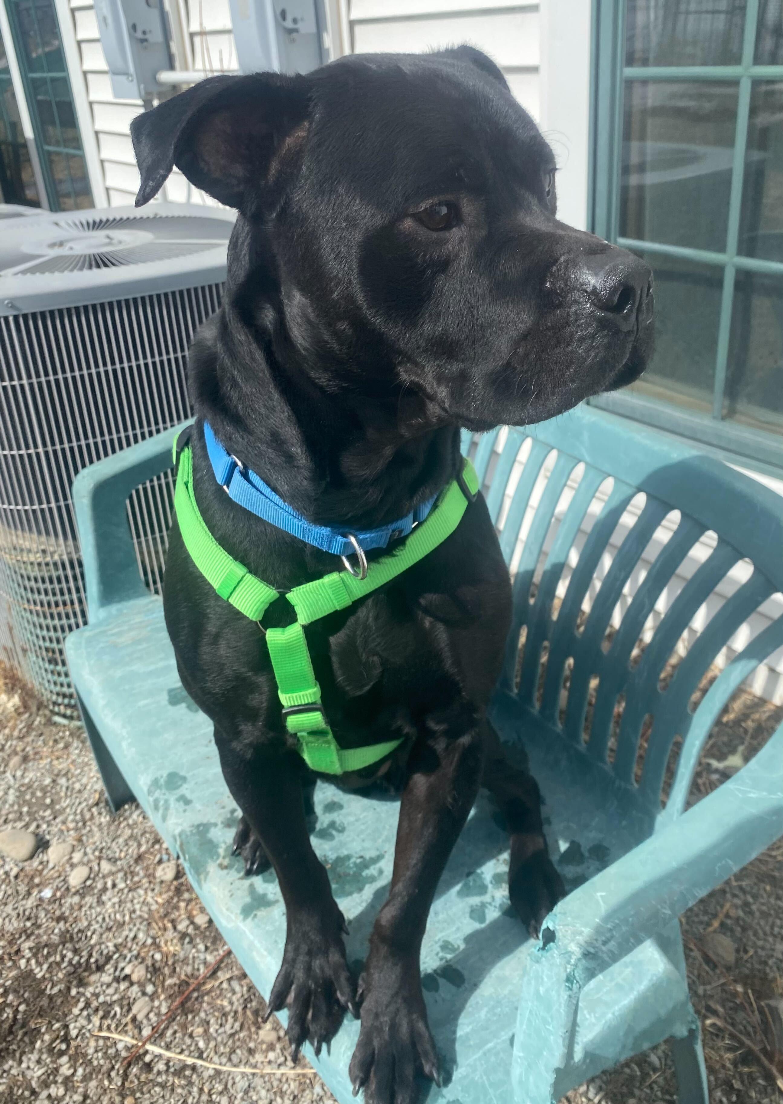 Thor, Adoptable, Adult Male Rottweiler & Pit Bull Terrier.