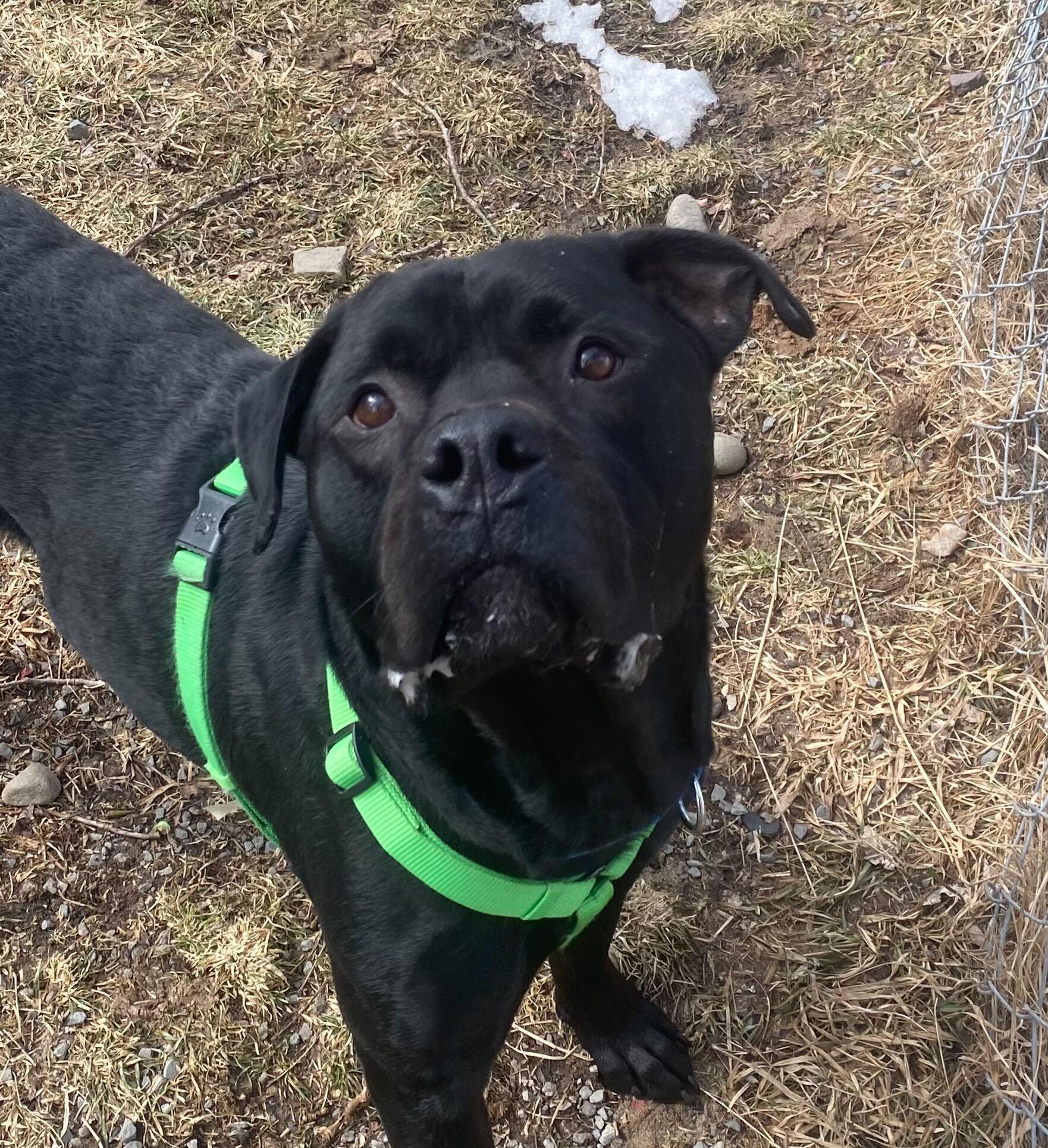 Thor, a Adoptable mixed breed in Montrose, PA image 2/4