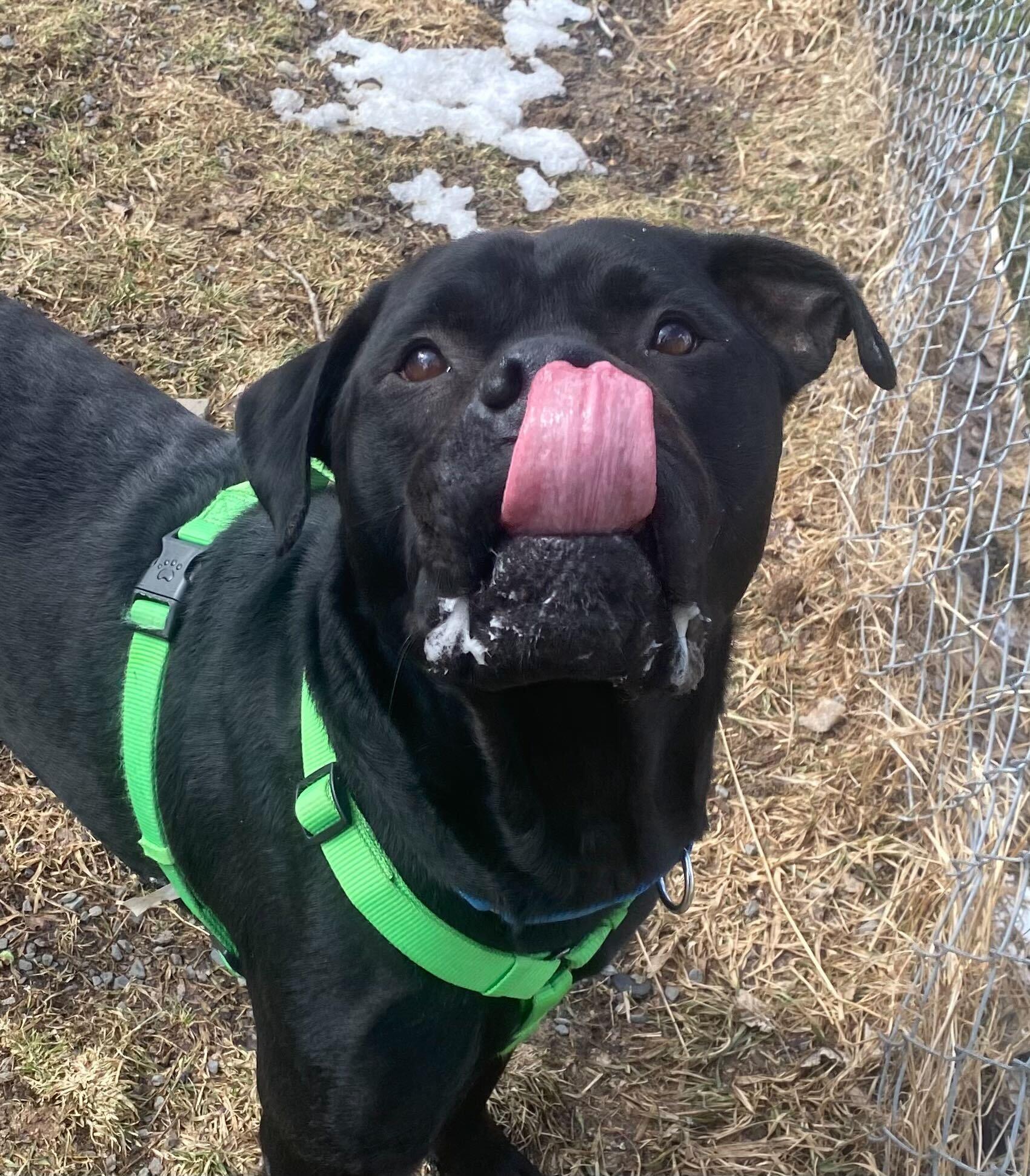 Thor, a Adoptable mixed breed in Montrose, PA image 3/4