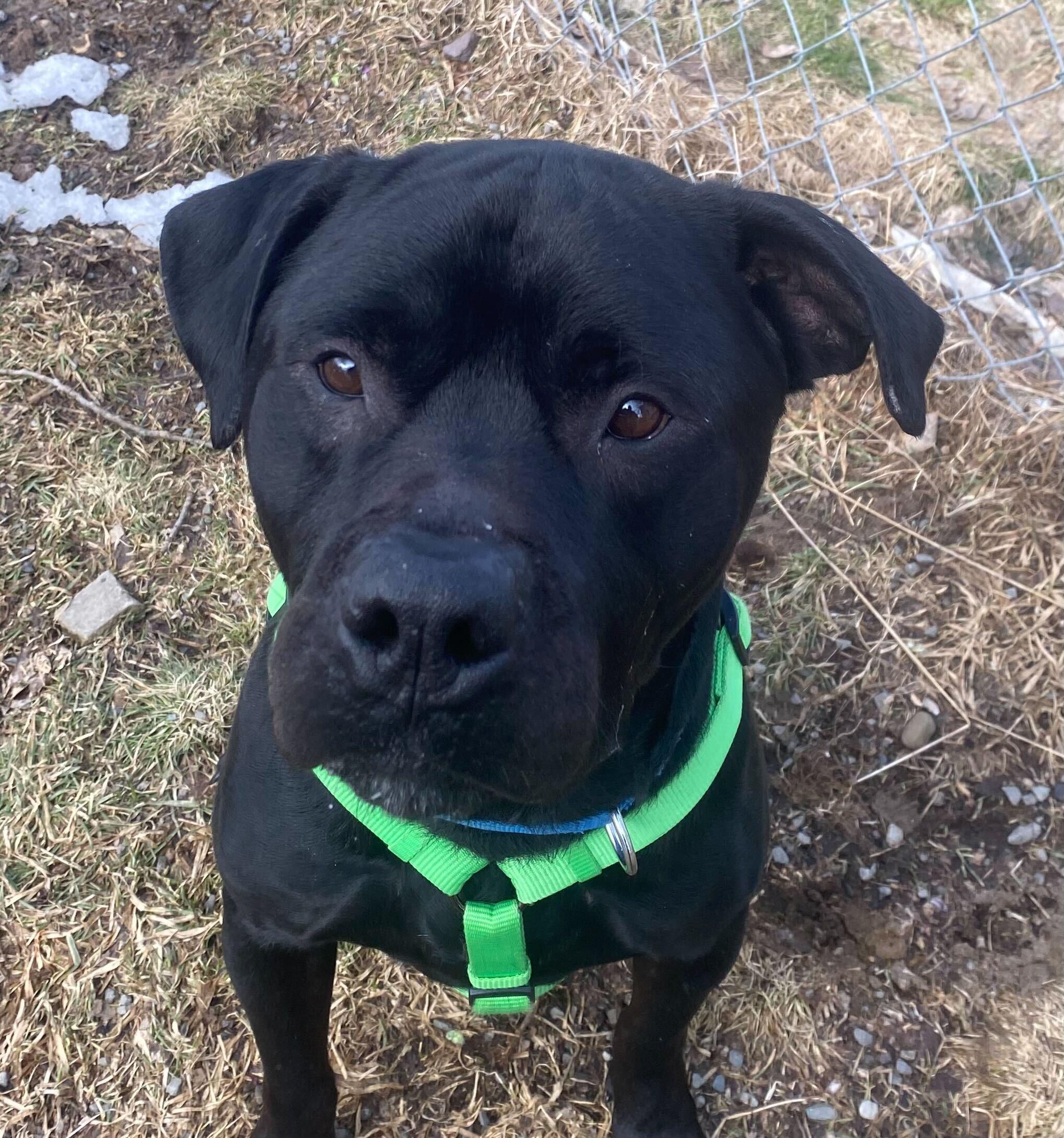 Thor, a Adoptable mixed breed in Montrose, PA image 4/4