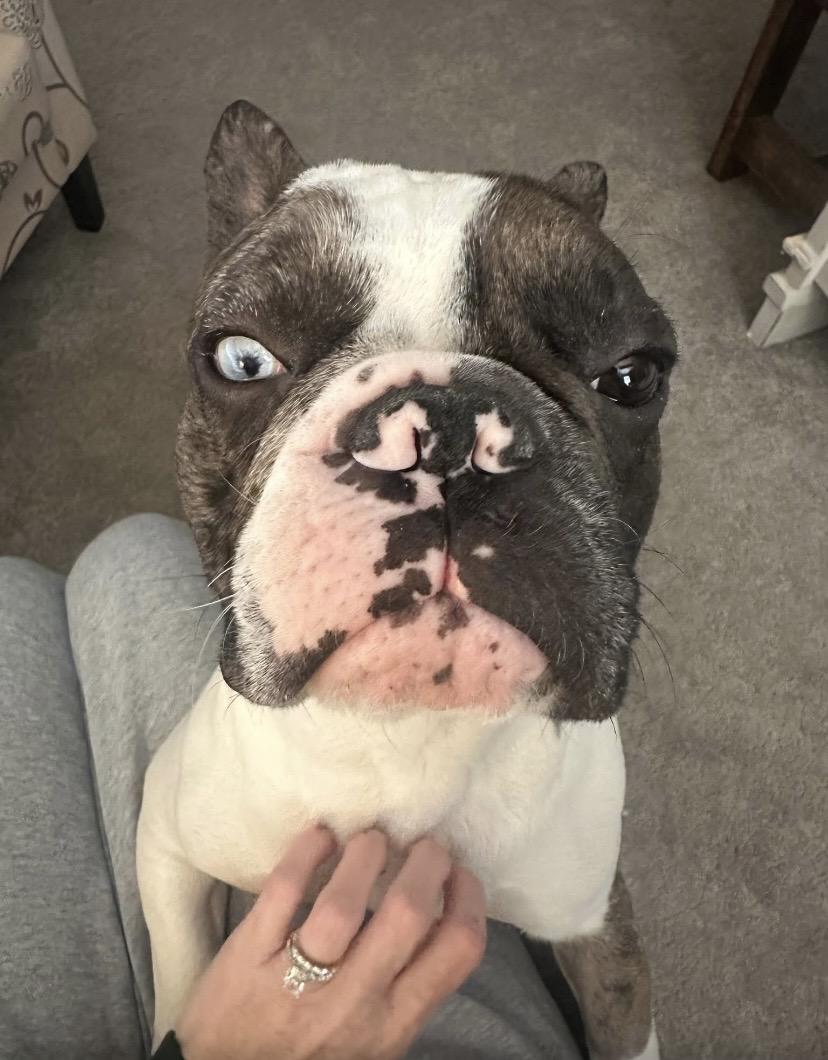 Enlarge Bentley, a ADOPTABLE mixed breed in Philadelphia, PA image 5/6