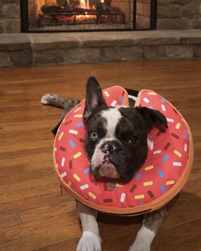 Enlarge Bentley, a ADOPTABLE mixed breed in Philadelphia, PA image 3/3