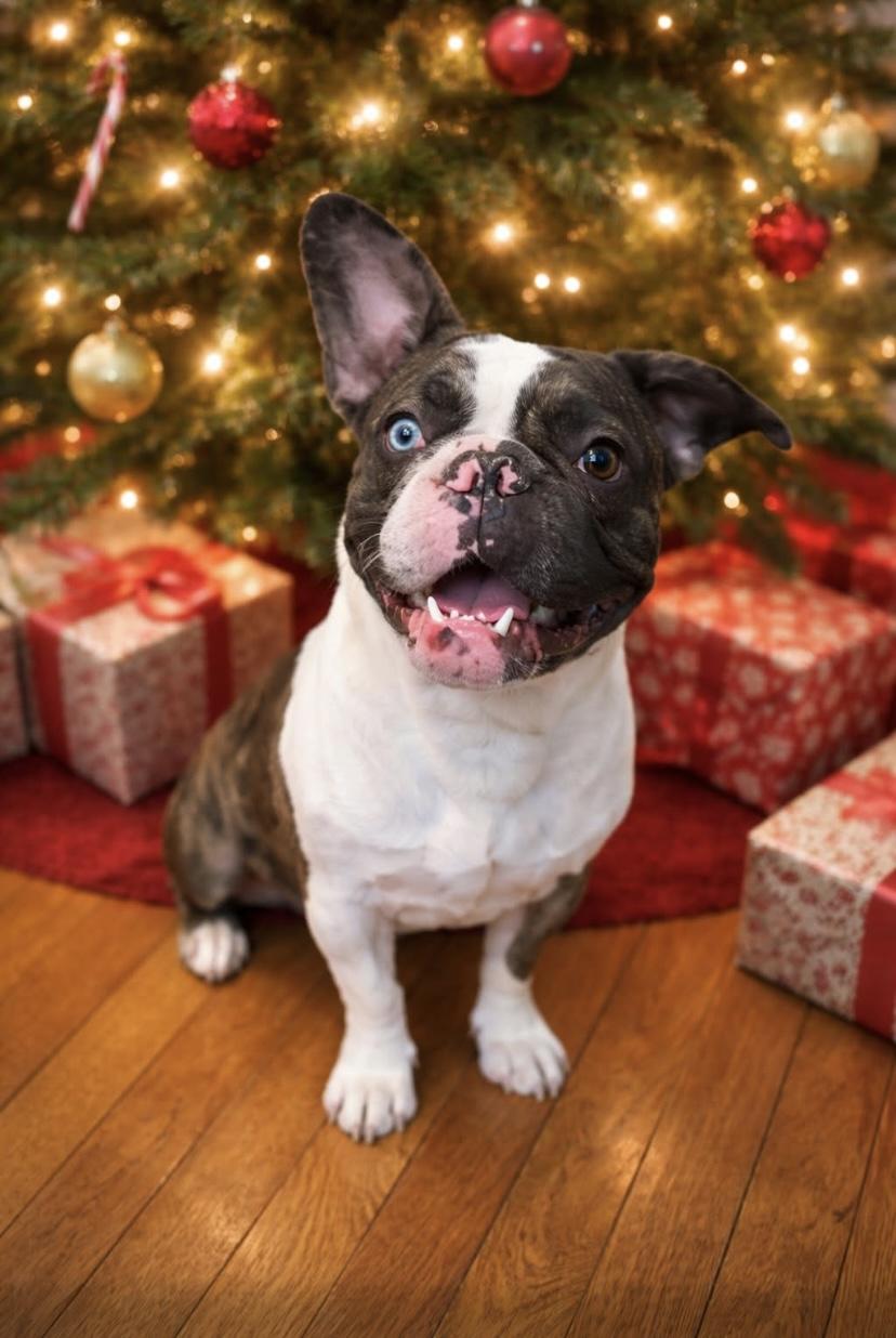 Enlarge Bentley, a ADOPTABLE mixed breed in Philadelphia, PA image 1/3