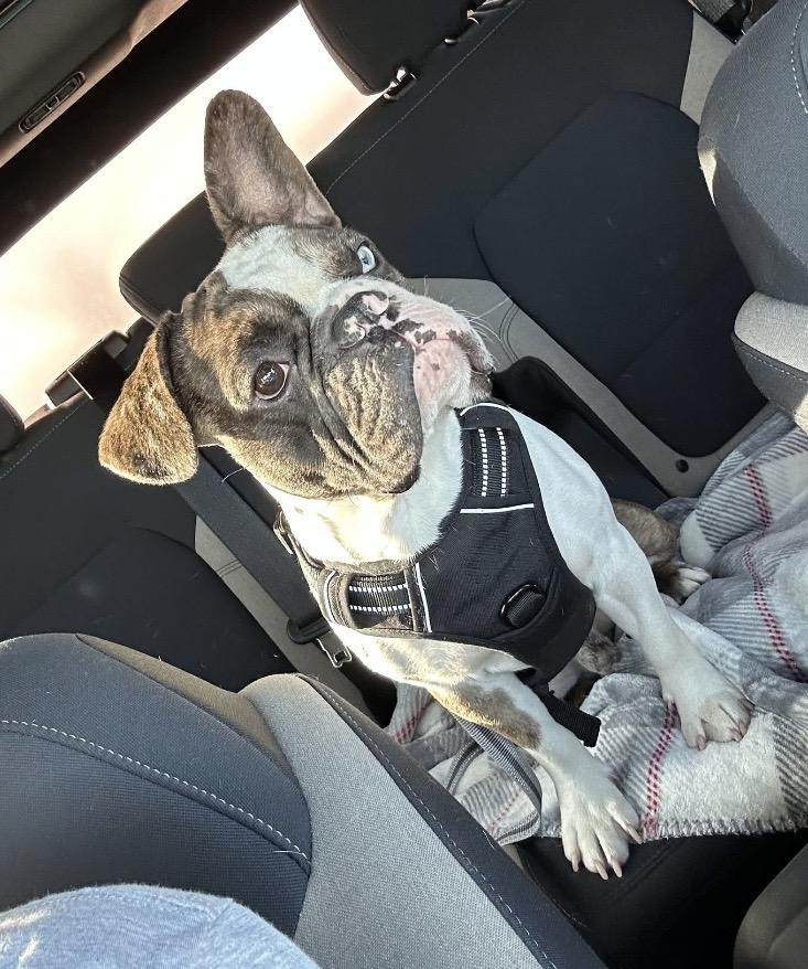 Enlarge Bentley, a ADOPTABLE mixed breed in Philadelphia, PA image 1/6