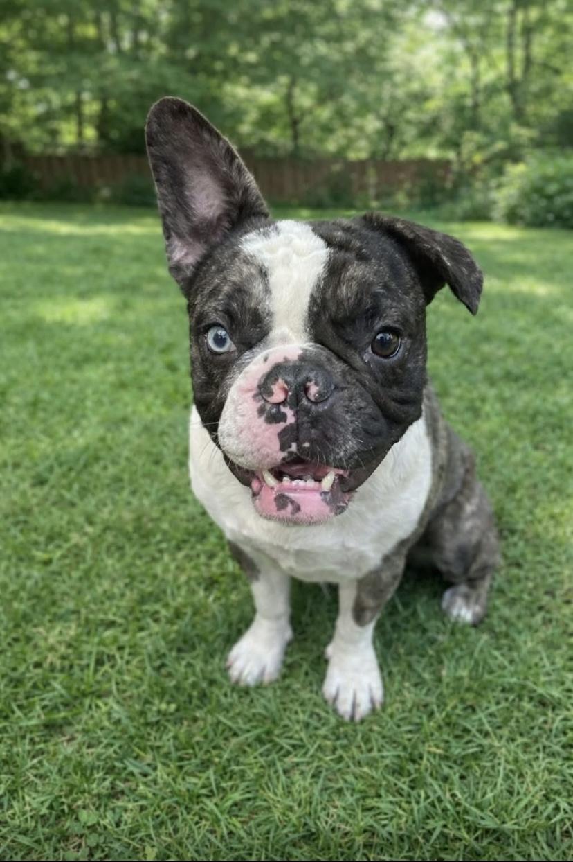 Enlarge Bentley, a ADOPTABLE mixed breed in Philadelphia, PA image 2/3