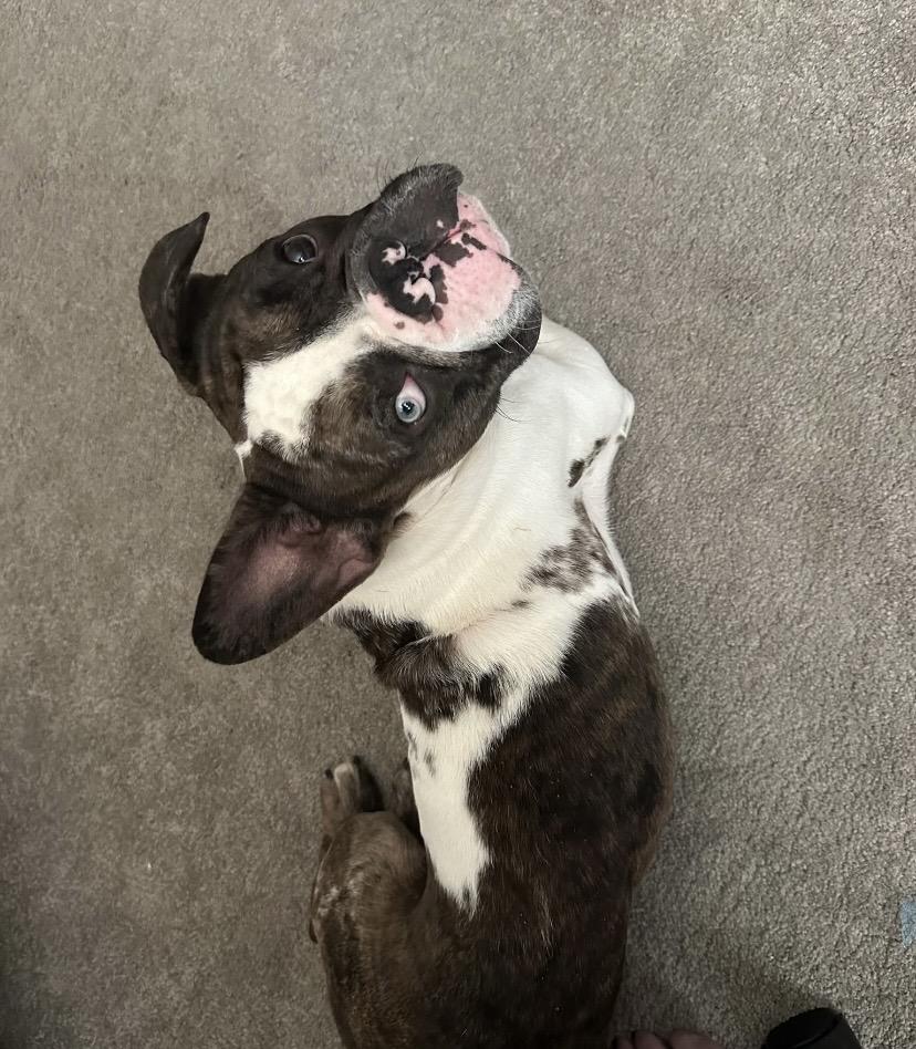 Enlarge Bentley, a ADOPTABLE mixed breed in Philadelphia, PA image 6/6