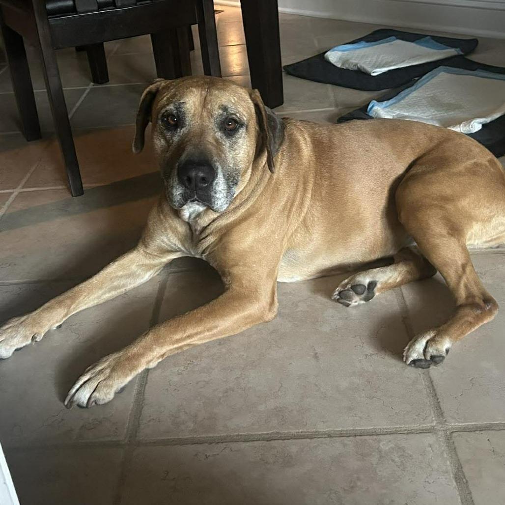 Cinnamon, Adoptable, Adult Female Labrador Retriever & Hound.