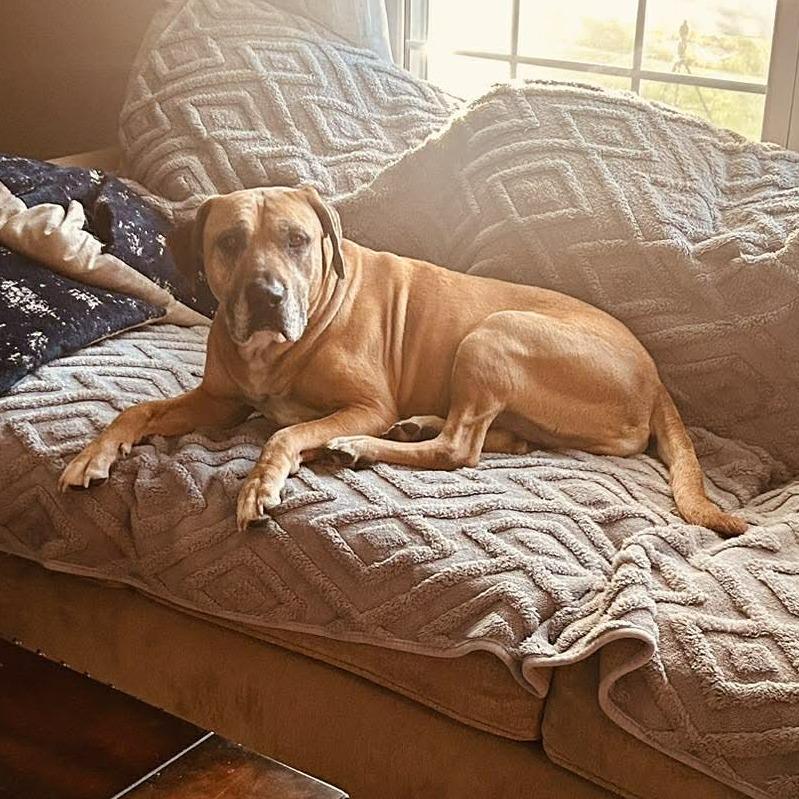 Enlarge Cinnamon, a Adoptable mixed breed in Overland Park, KS image 2/5