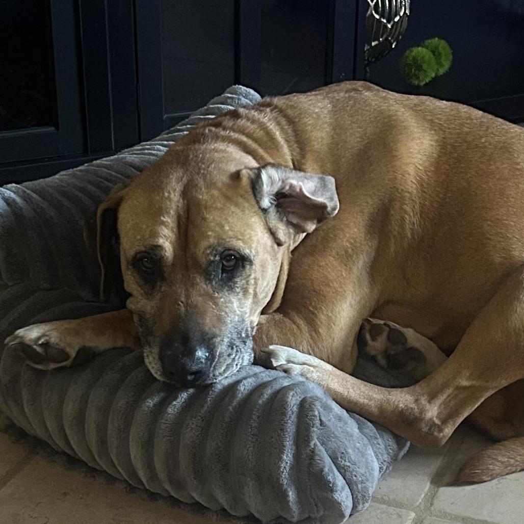 Enlarge Cinnamon, a Adoptable mixed breed in Overland Park, KS image 3/5