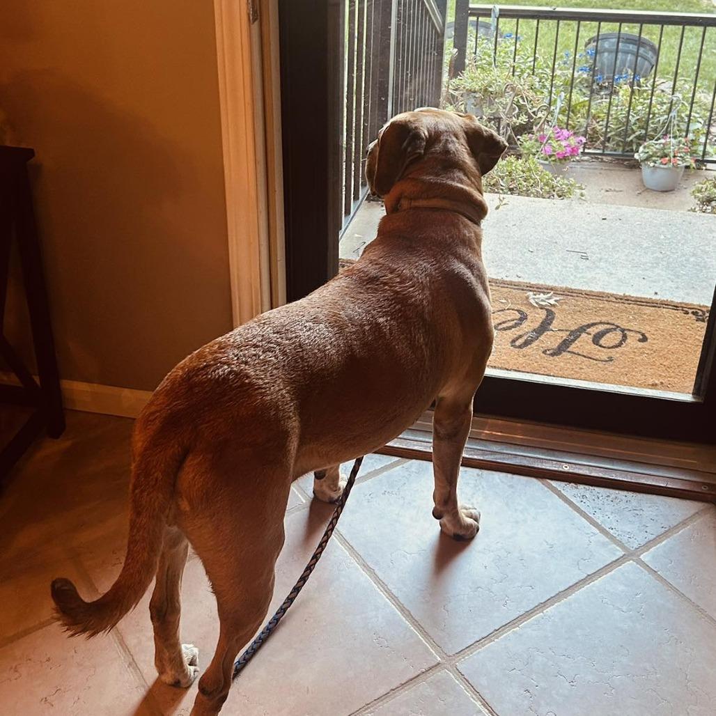 Enlarge Cinnamon, a Adoptable mixed breed in Overland Park, KS image 5/5