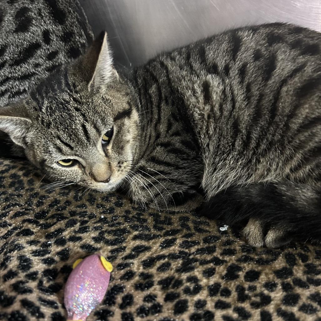 Enlarge Pinky Penguin, a Adoptable Domestic Short Hair in Pensacola, FL image 1/1