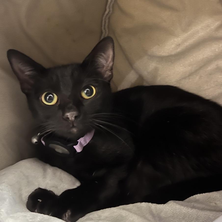 Enlarge Ash, a Adoptable American Shorthair in Escondido, CA image 1/6