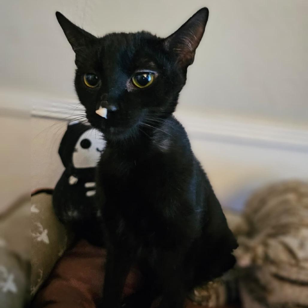 Enlarge Ash, a Adoptable American Shorthair in Escondido, CA image 2/6