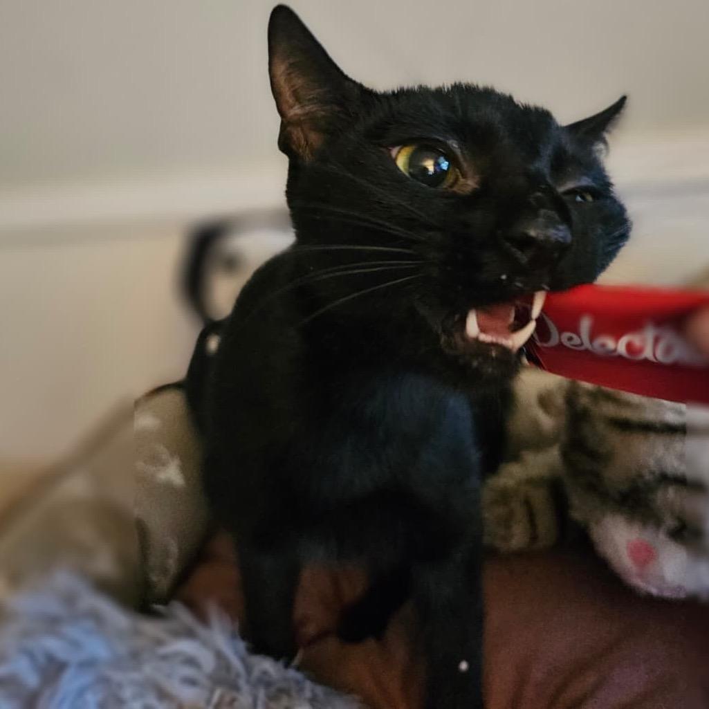 Enlarge Ash, a Adoptable American Shorthair in Escondido, CA image 3/6