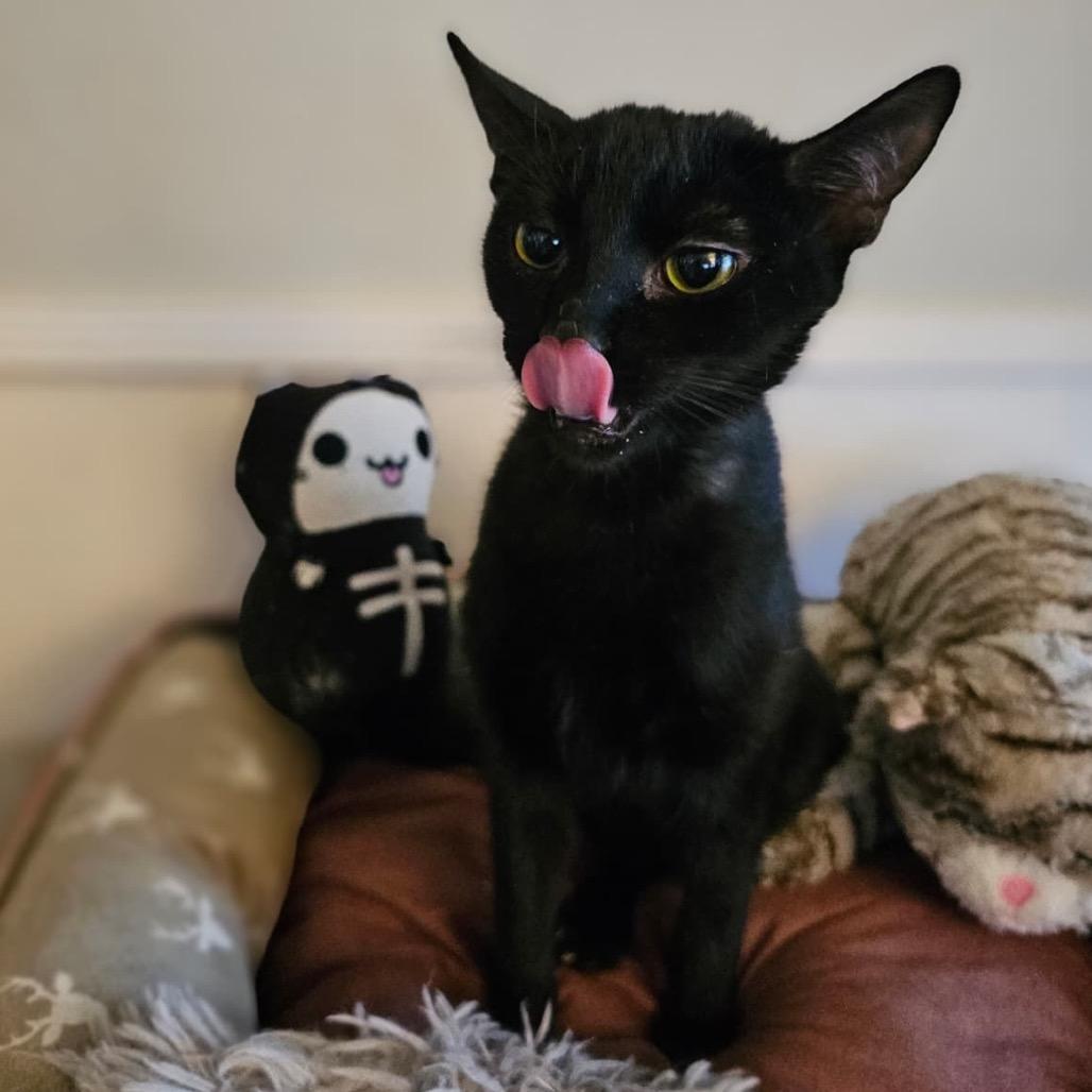 Enlarge Ash, a Adoptable American Shorthair in Escondido, CA image 4/6