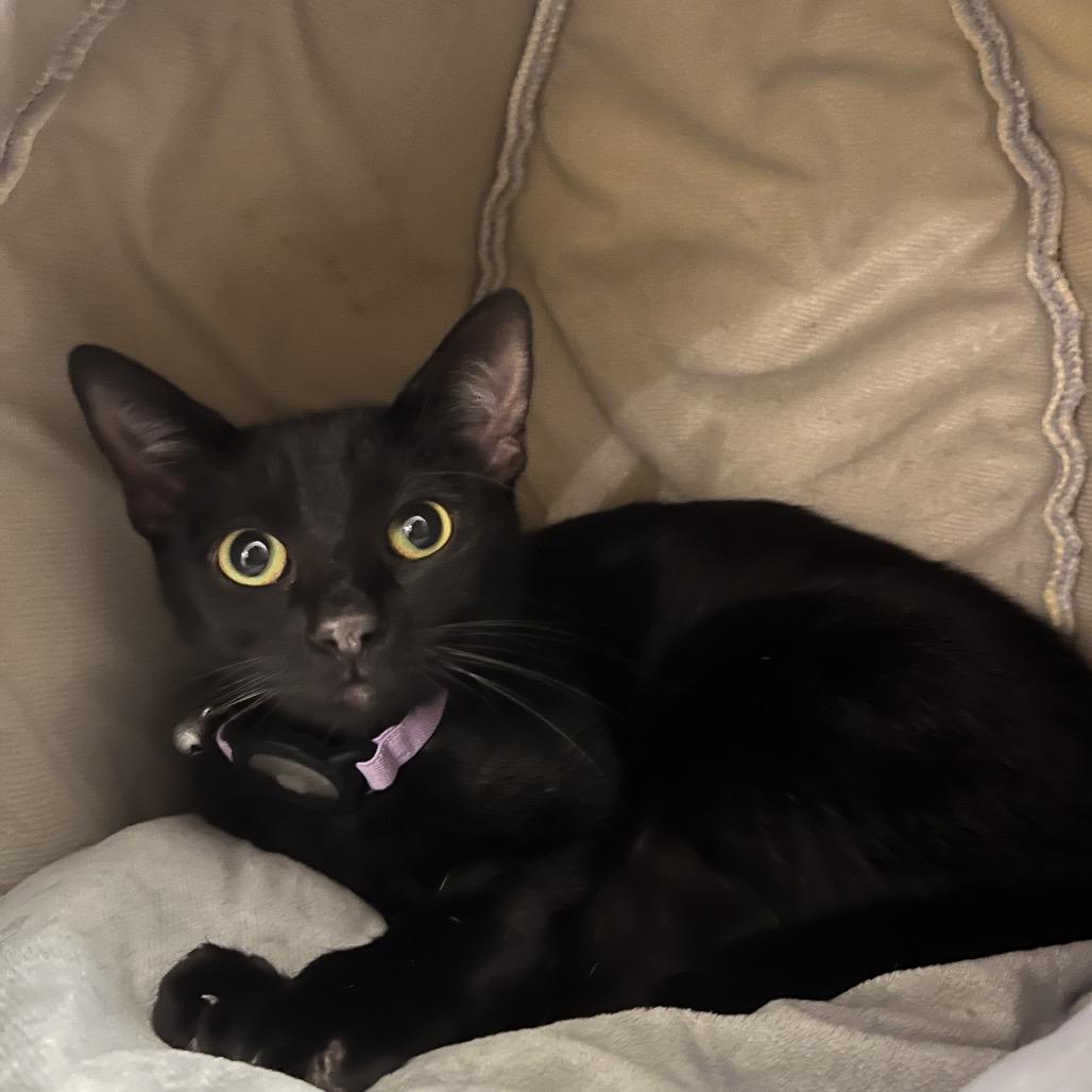 Ash, Adoptable, Kitten Female American Shorthair.