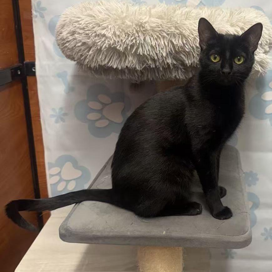 Enlarge Ash, a Adoptable American Shorthair in Escondido, CA image 5/6