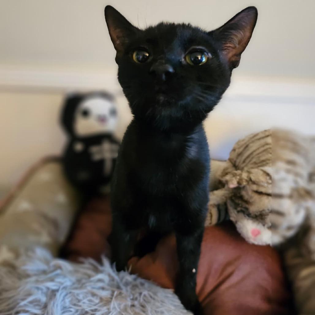 Enlarge Ash, a Adoptable American Shorthair in Escondido, CA image 6/6