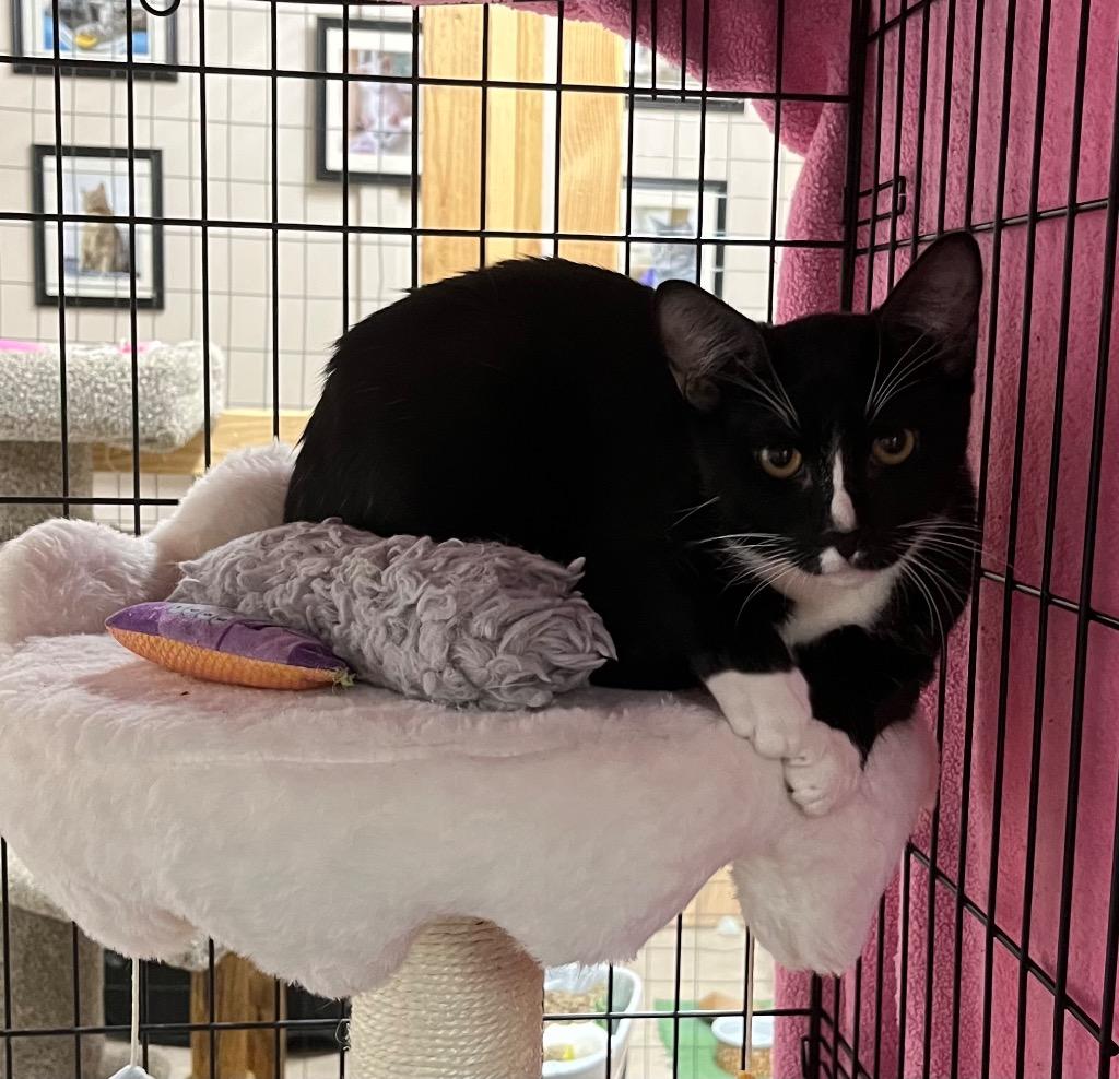 Coral K, Adoptable, Young Female Domestic Short Hair.