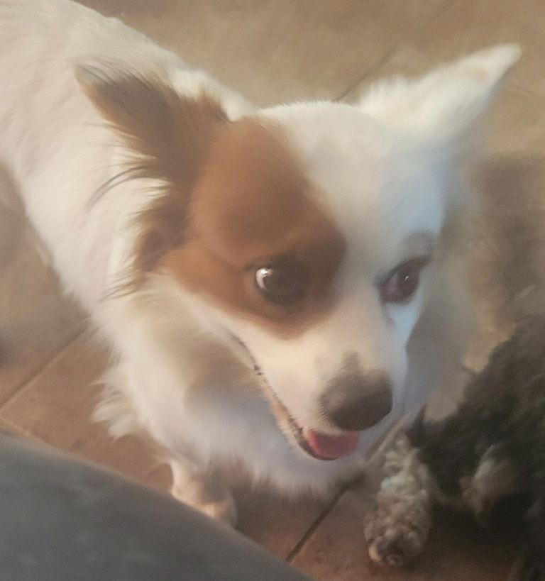 Isaac, a Adoptable mixed breed in San Antonio, TX image 3/3