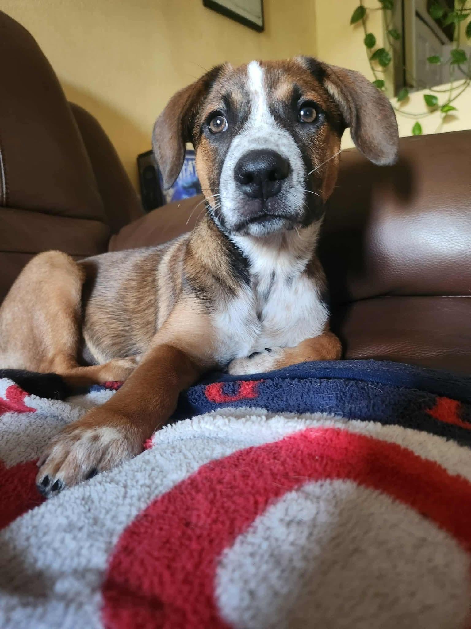 Duncan, Adopted, Puppy Male Australian Shepherd & Australian Cattle Dog / Blue Heeler.