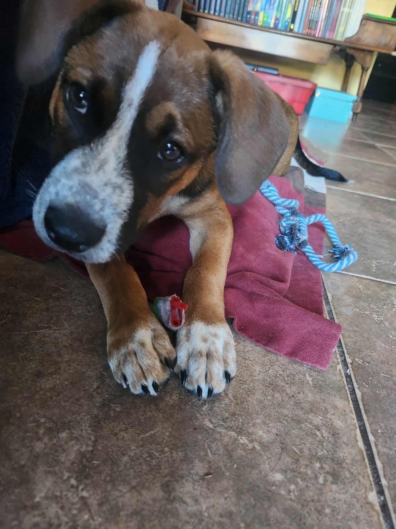 Duncan, a Adopted mixed breed in Palm Bay, FL image 2/3