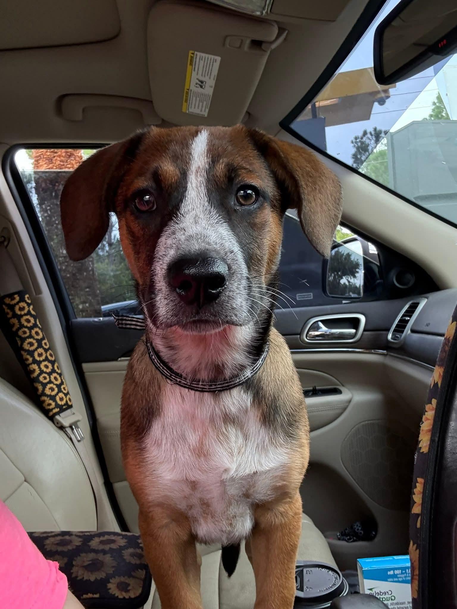 Duncan, a Adopted mixed breed in Palm Bay, FL image 3/3