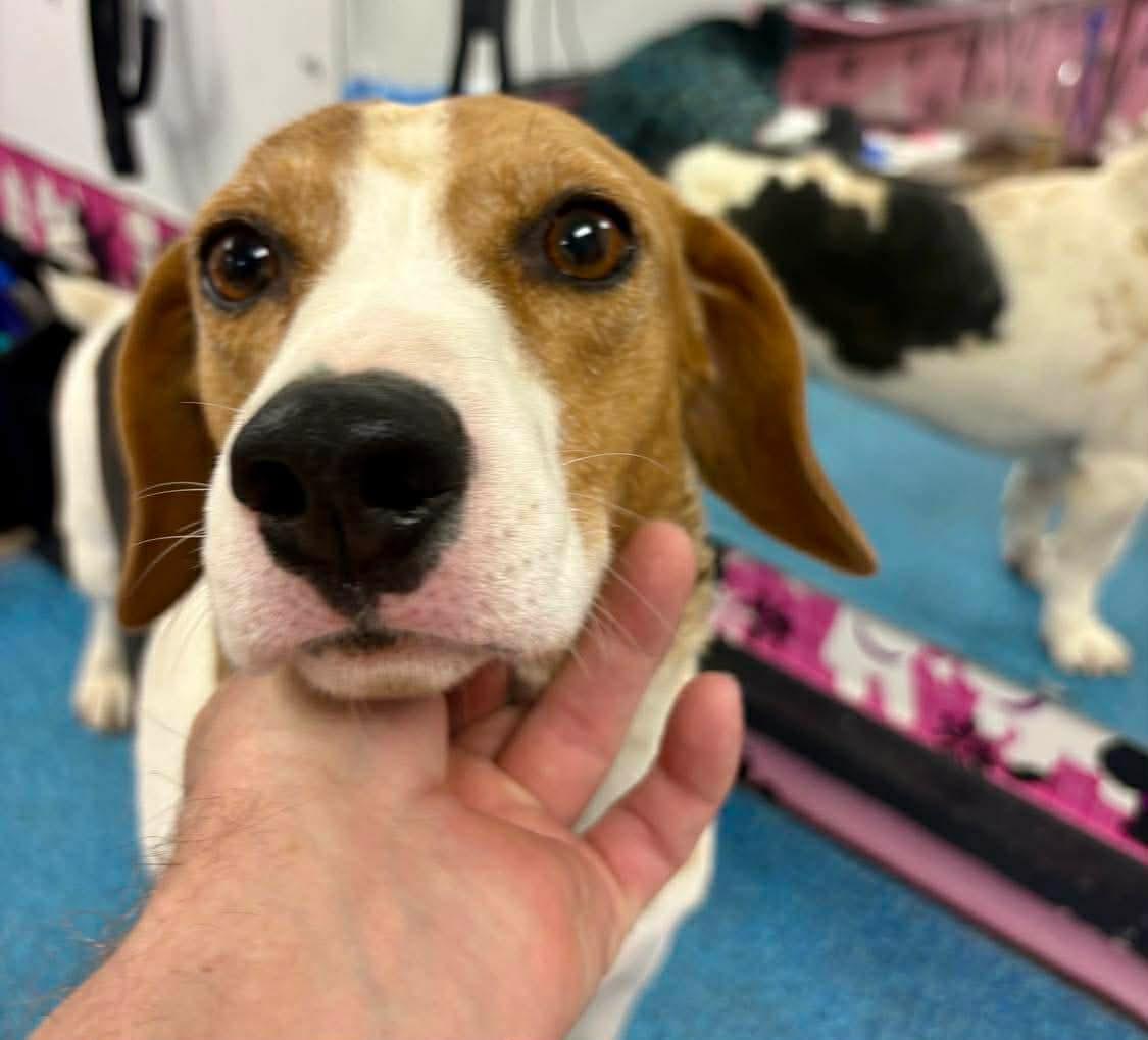 Rue, a ADOPTABLE mixed breed in Fort Madison, IA image 3/3