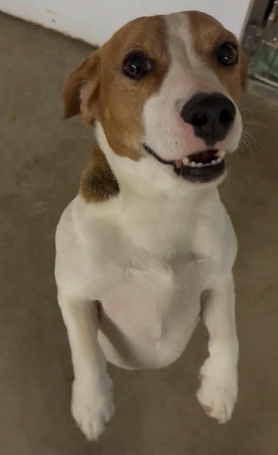 Rue, ADOPTABLE, Adult Female Beagle & Fox Terrier.