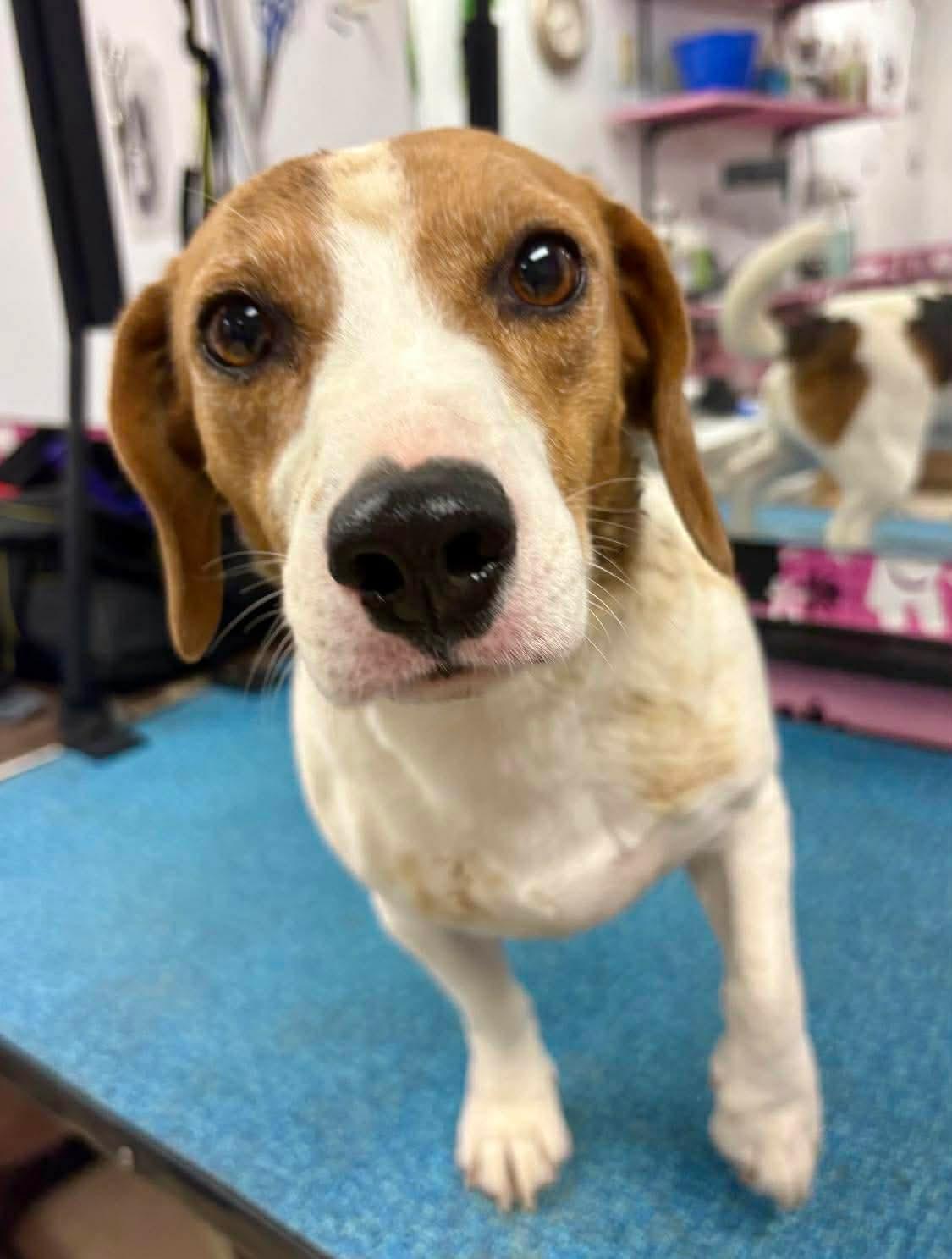 Rue, a ADOPTABLE mixed breed in Fort Madison, IA image 2/3