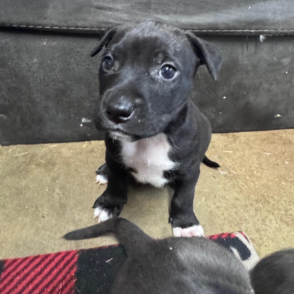 Enlarge Emerson, a Adoptable mixed breed in Allentown, PA image 3/4
