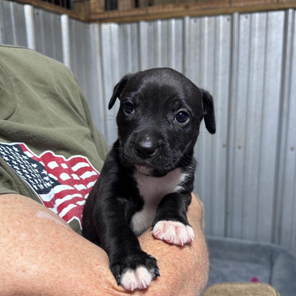 Enlarge Emerson, a Adoptable mixed breed in Allentown, PA image 4/4