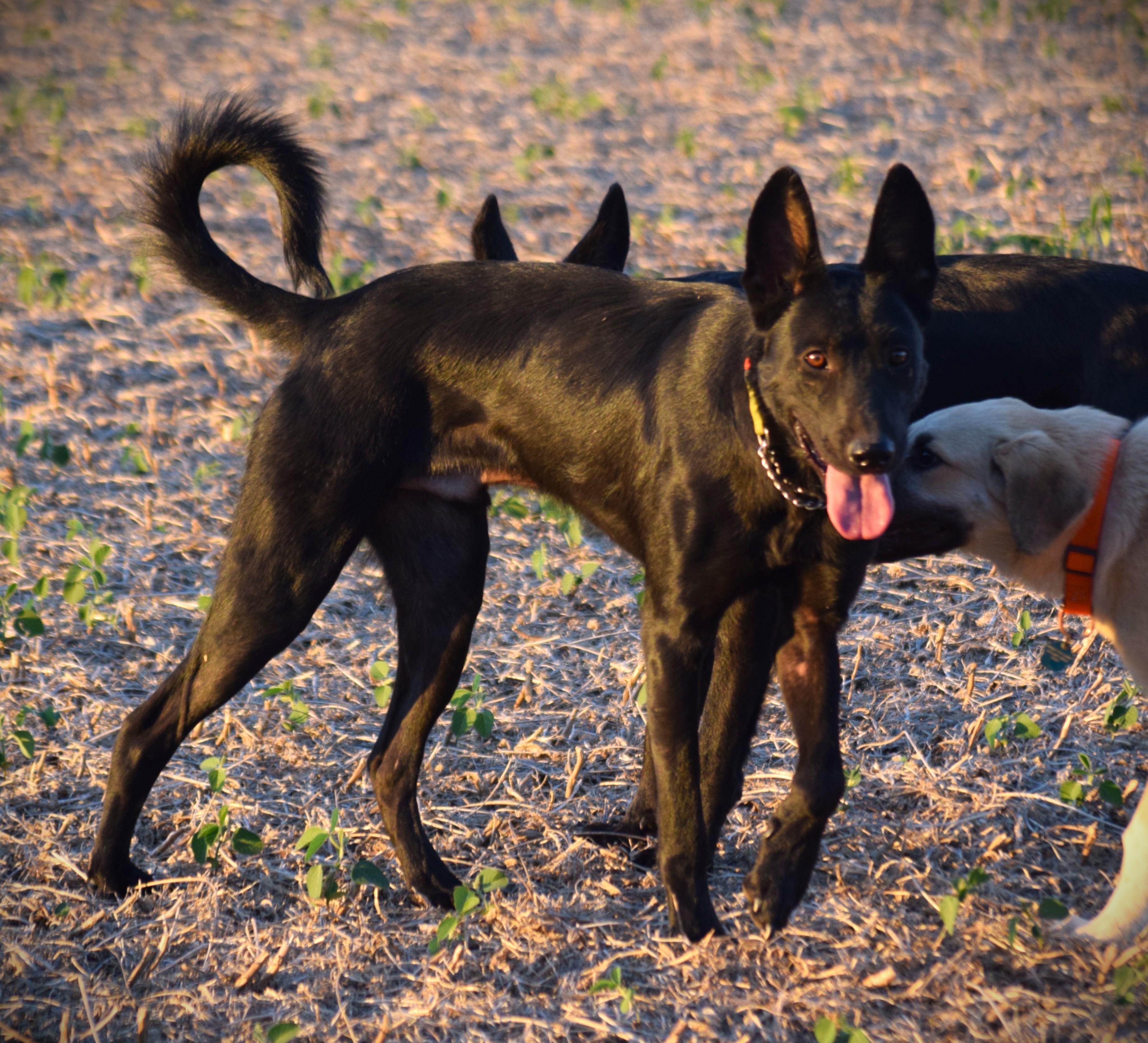 Enlarge Jett-Best Friend, a Adoptable mixed breed in Rockport, IN image 4/6