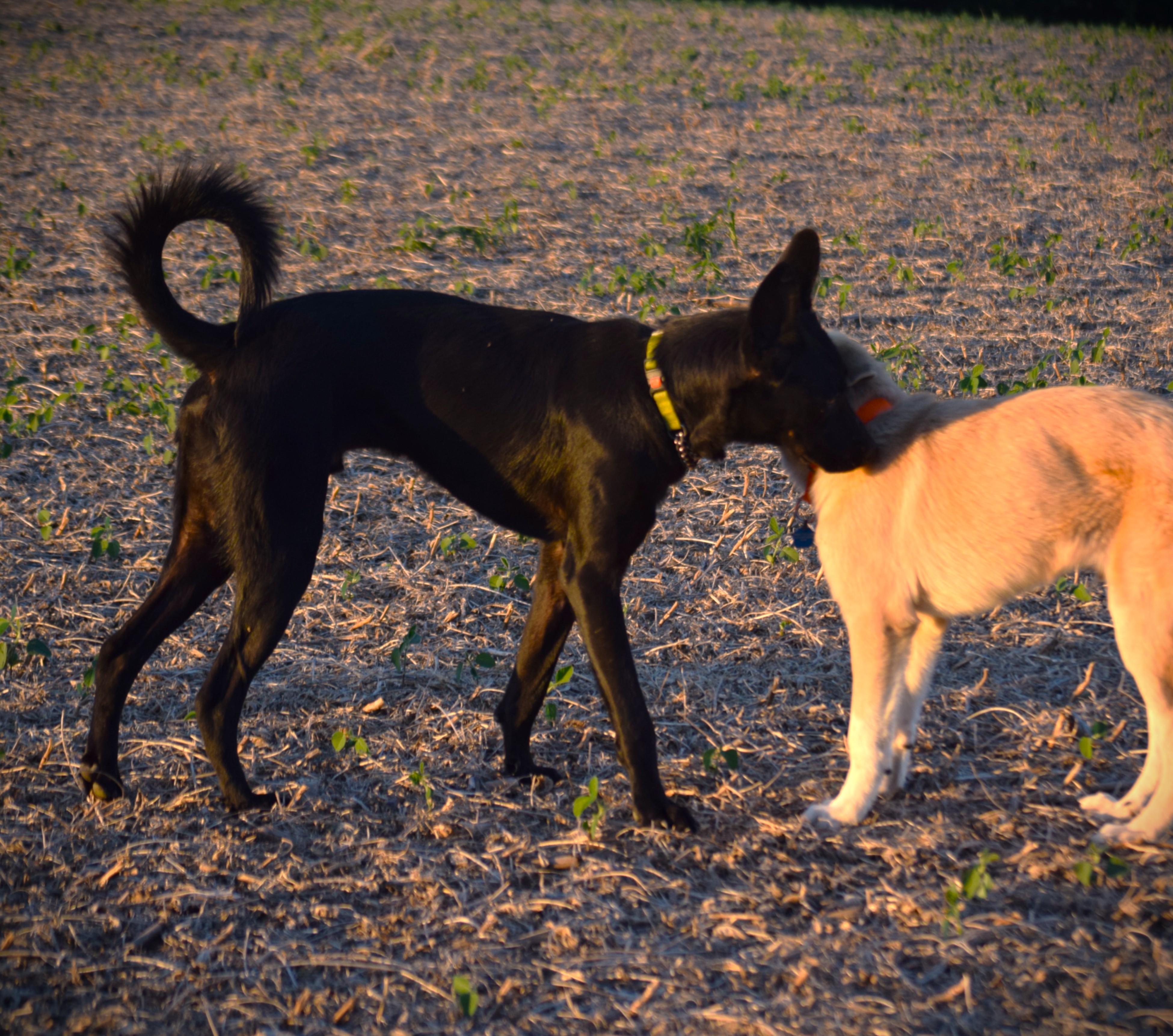 Enlarge Jett-Best Friend, a Adoptable mixed breed in Rockport, IN image 6/6