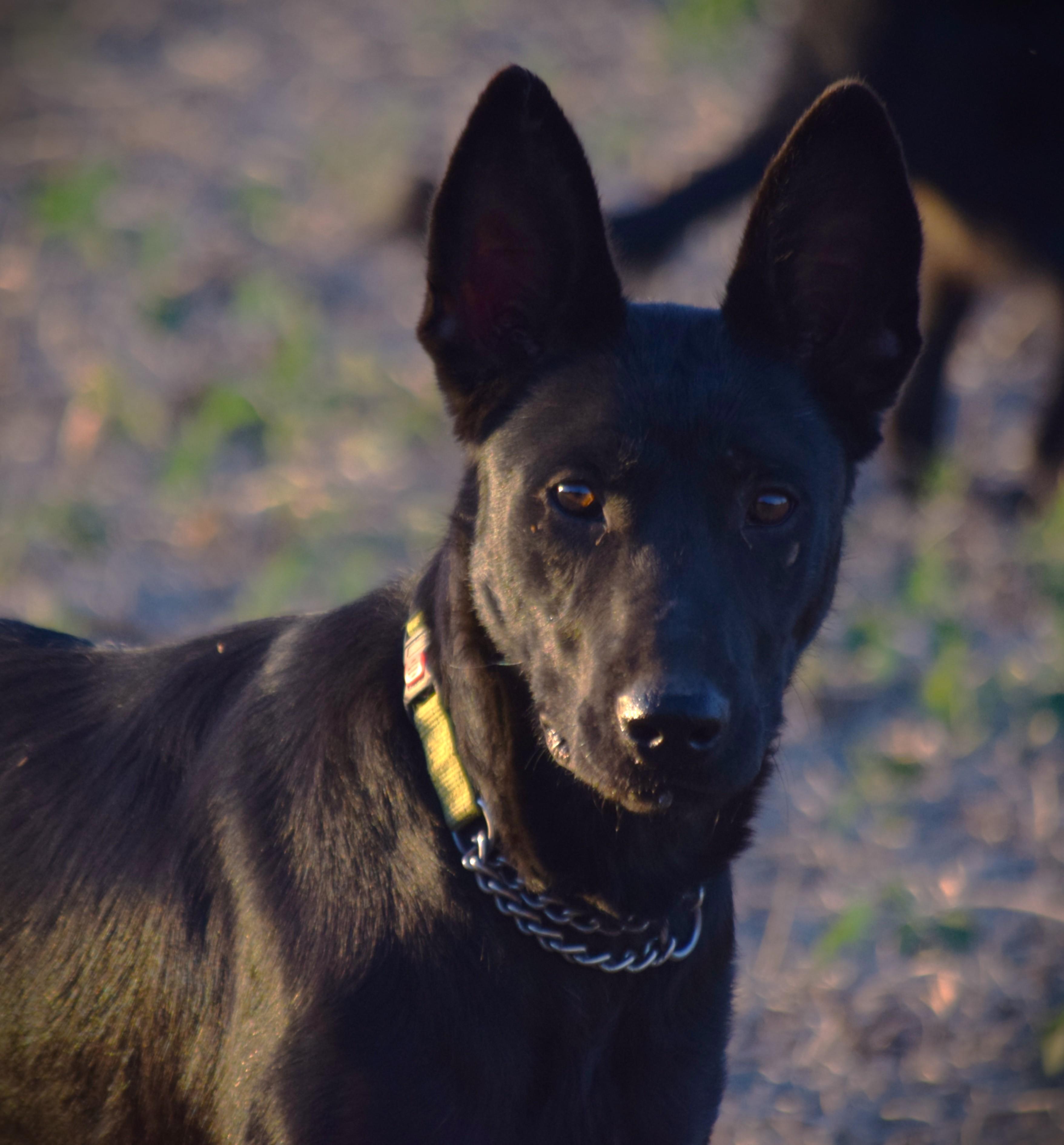 Enlarge Jett-Best Friend, a Adoptable mixed breed in Rockport, IN image 1/6