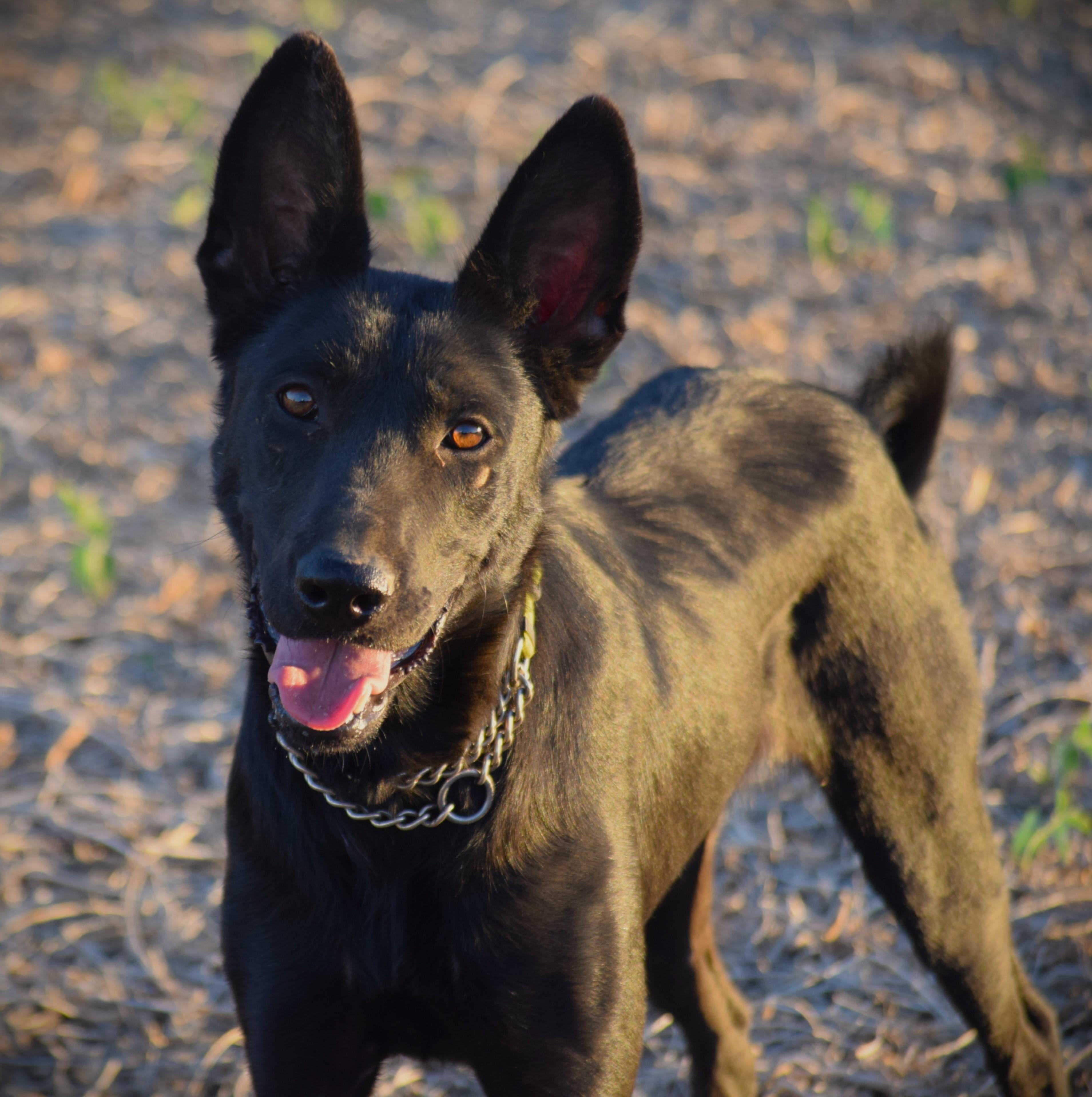 Enlarge Jett-Best Friend, a Adoptable mixed breed in Rockport, IN image 3/6