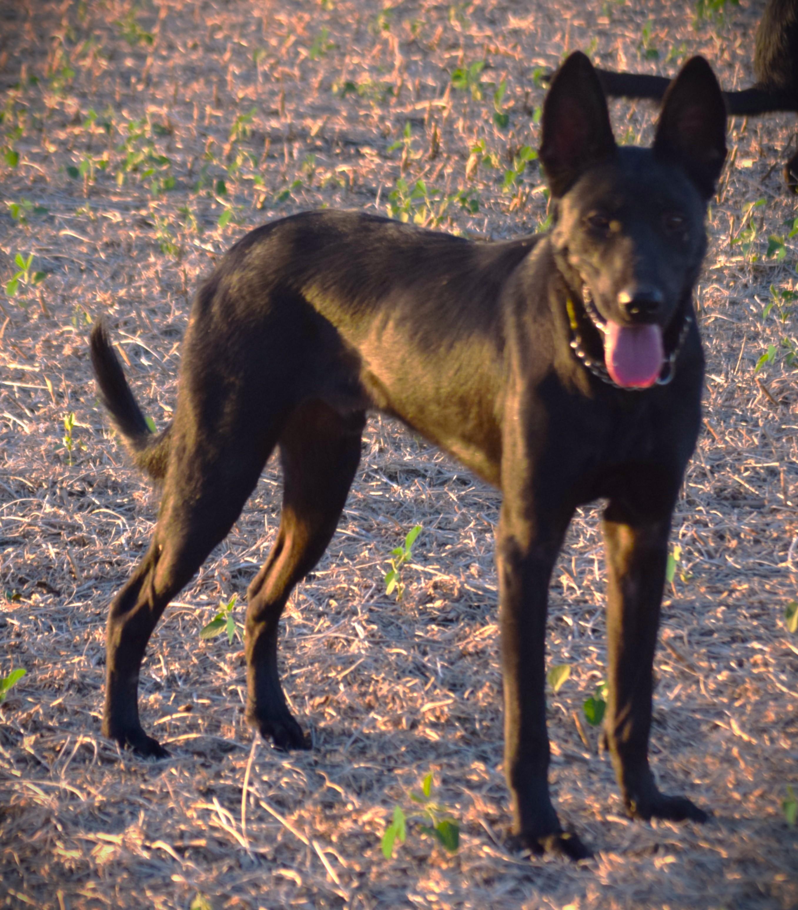 Enlarge Jett-Best Friend, a Adoptable mixed breed in Rockport, IN image 2/6