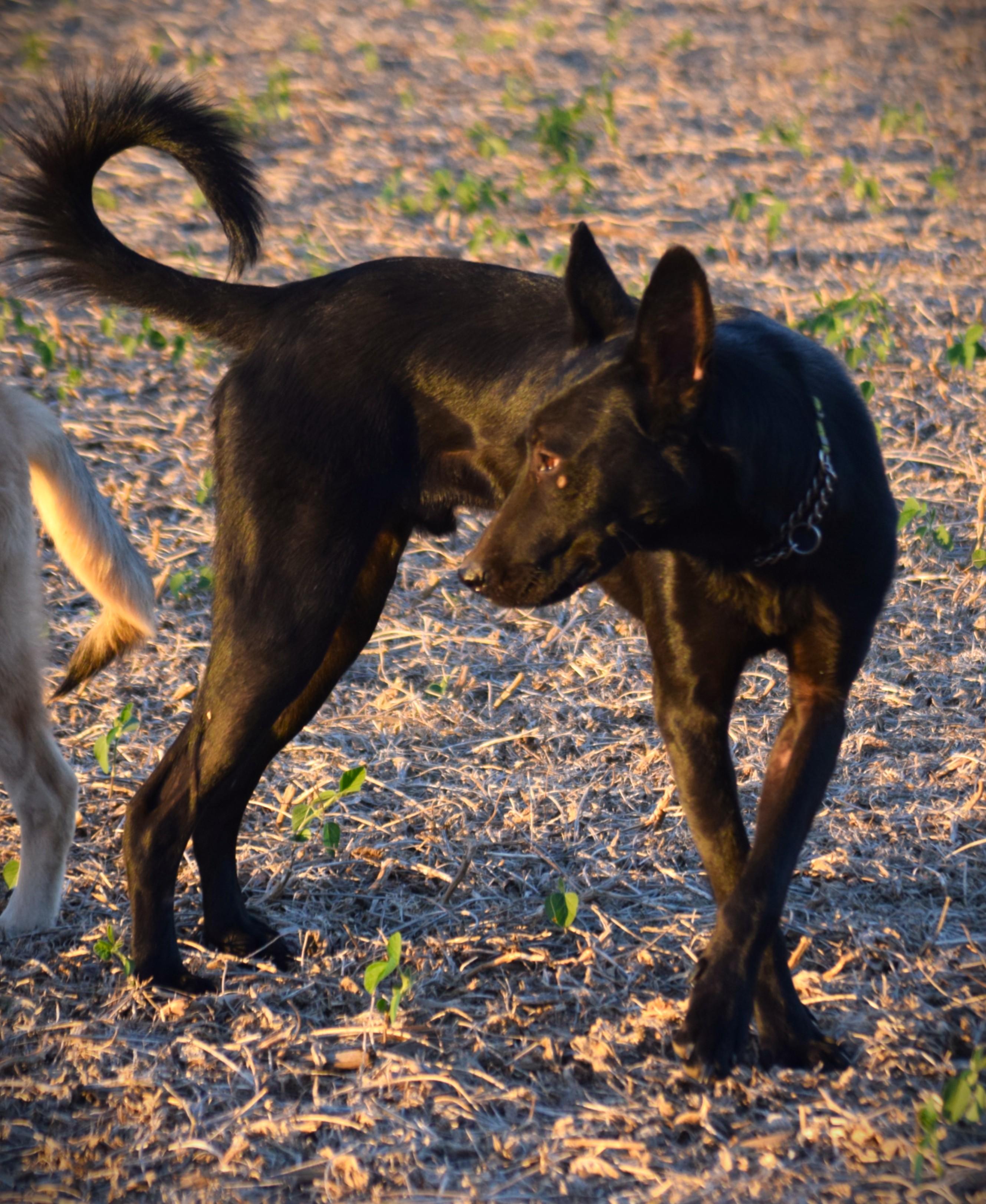 Enlarge Jett-Best Friend, a Adoptable mixed breed in Rockport, IN image 5/6