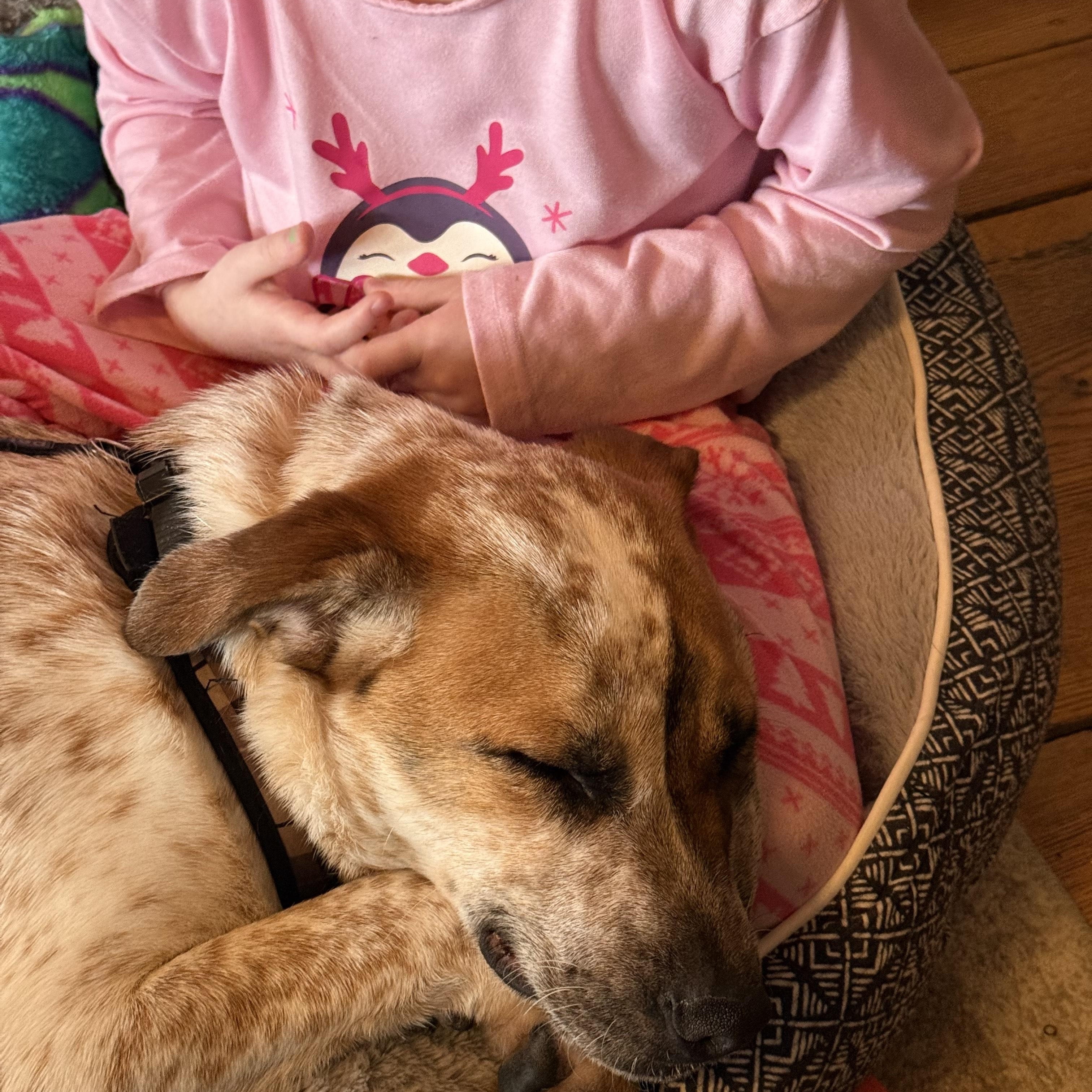 Enlarge Gavin, a Adoptable mixed breed in Watertown, CT image 2/3