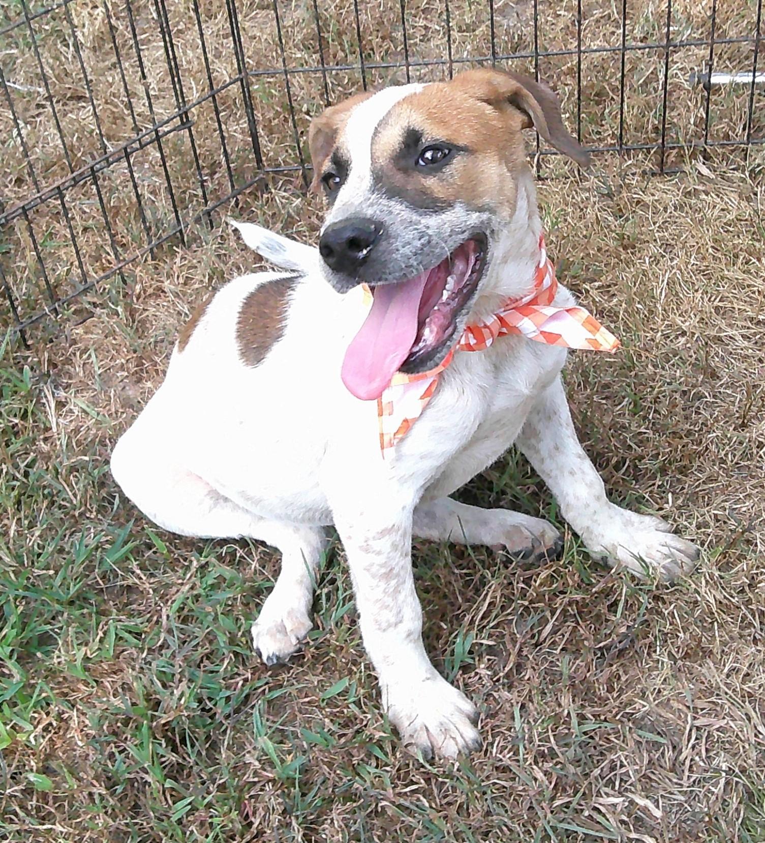 Enlarge Gavin, a Adoptable mixed breed in Watertown, CT image 1/5
