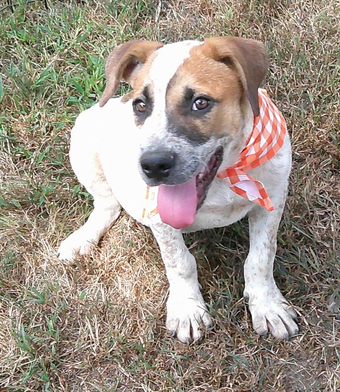 Enlarge Gavin, a Adoptable mixed breed in Watertown, CT image 2/5